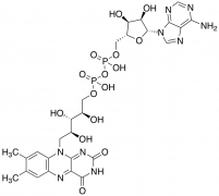 Flavine-Adenine Dinucleotide