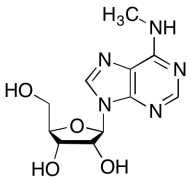 N6-Methyladenosine