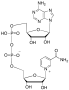 &beta;-Nicotinamide Adenine Dinucleotide